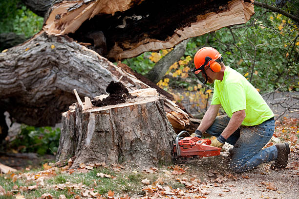 Why Choose Our Tree Removal Services in Cedar Hills, OR?