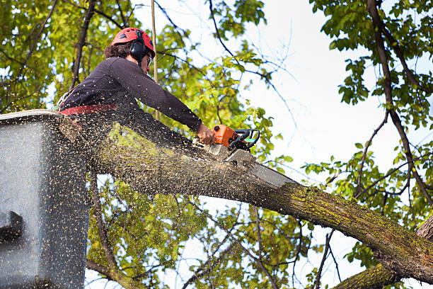 Best Tree Trimming and Pruning  in Cedar Hills, OR