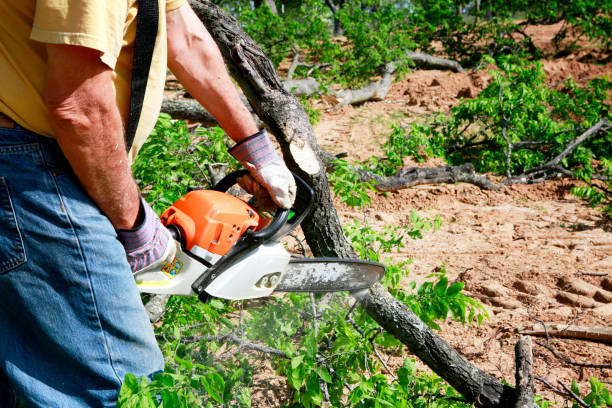 Best Tree Removal  in Cedar Hills, OR